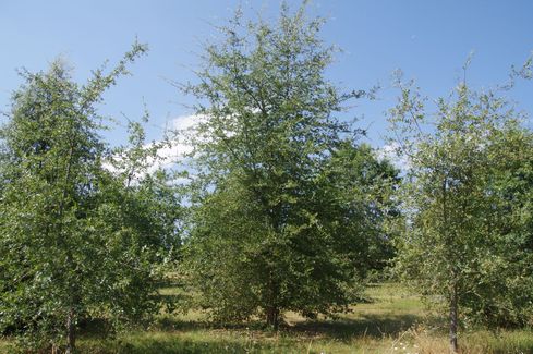 Three childless Quercus emoryi